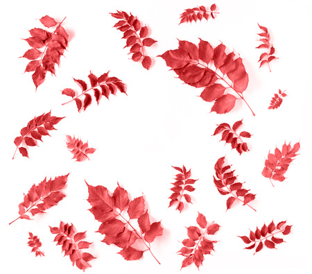 Round frame with green leaves isolated on white background. flat lay, top viewの写真素材