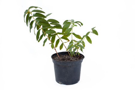 Hypericum calycinum sprout in plastic pot isolated on white background. St John's wort, Rose of Sharon or Aaron's beard.の写真素材