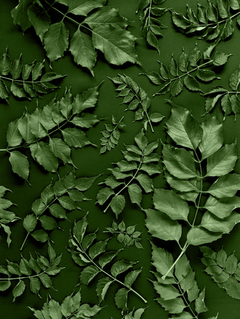 Green leaves floral pattern on black background. Flat lay, overhead view の写真素材