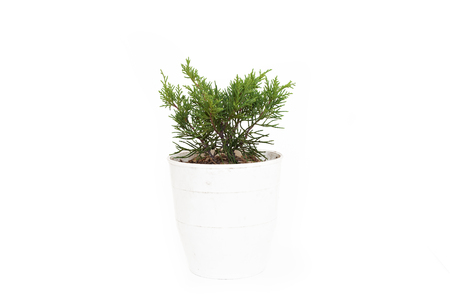 Small juniperus media pfitzeriana Old Gold in pot isolated on white backgroundの写真素材