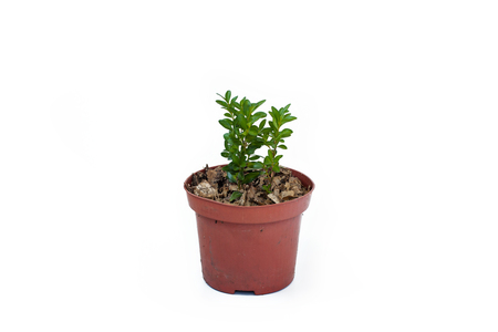 Buxus sprout in plastic pot isolated on white background. Evergreen boxtree (common box, European box, or boxwood).の写真素材