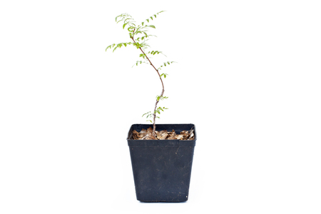 Young Campsis grandiflora sprout (Chinese Trumpet Vine) in plastic pot. Plant isolated on white background.の写真素材