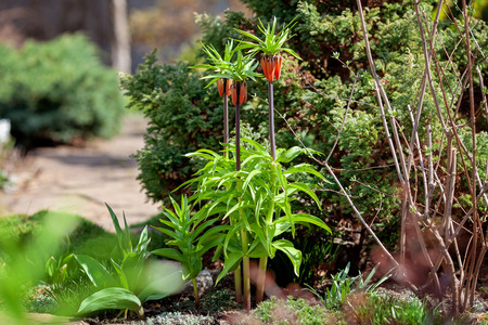 Blooming crown imperial (Fritillaria imperialis) in spring garden.の写真素材
