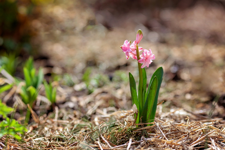 Spring flower of pink Hyacinth in gardenの写真素材