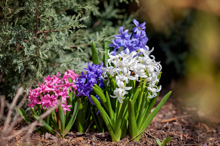 Multicolored hyacinths in spring garden. Blooming on flowerbedの写真素材