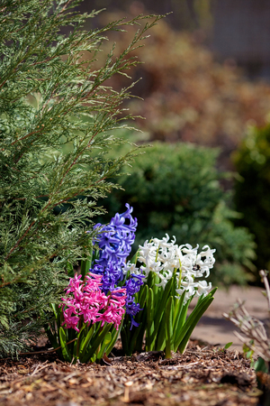 White, blue and pink hyacinth flowers in spring flowerbed. Blooming in gardenの写真素材