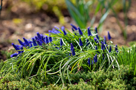 Muscari armeniacum or blue grape hyacinth in spring gardenの写真素材