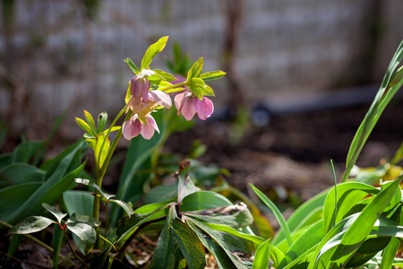 Blooming garden plant medicinal herb Helleborus odorus. Selective focus.の写真素材