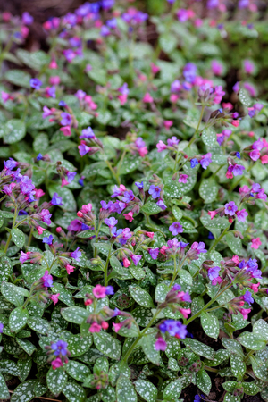 Pink and blue flowers Unspotted lungwort or Suffolk lungwort in spring garden. Pulmonaria blooming.の写真素材