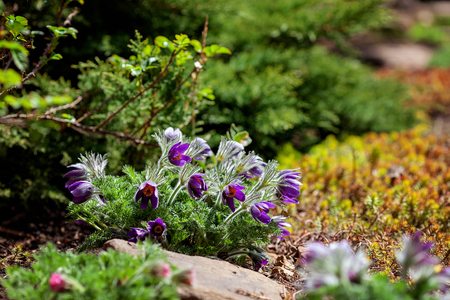 Spring Pasque flowers - Pulsatilla patens, Rock lily in the garden. Selective focus.の写真素材