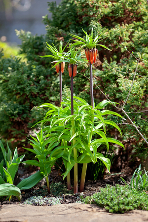 Blooming crown imperial (Fritillaria imperialis) in spring garden.の写真素材