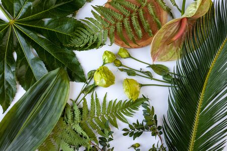 Green tropical forest leaves, branches, wood pattern on white background flat lay. Nature concept.の写真素材