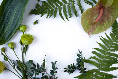 Green tropical leaves, branches on white background flat lay. Fresh concept.の写真素材