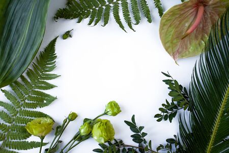 Green tropical forest leaves, branches on white background flat lay. Vacation concept.の写真素材