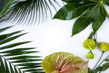 Green tropical leaves branches on white background flat lay.の写真素材