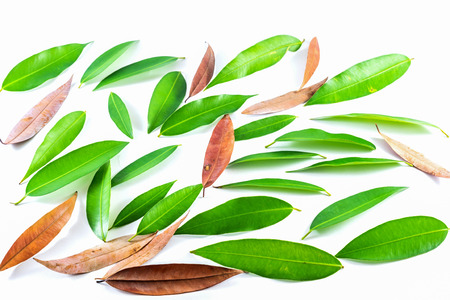 The leaves on white background.の写真素材