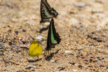 Butterfly in Thailand's National Park.の写真素材