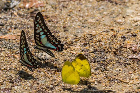 Butterfly in Thailand's National Park.の写真素材