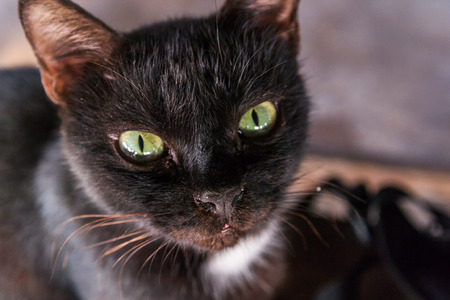 Black Catの写真素材