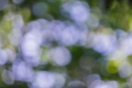 Blur Green Background.の写真素材