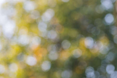 Abstract natural blur background, defocused leaves, bokeh.の写真素材