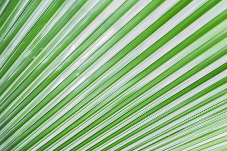 The green leaf abstract pattern as background.の写真素材