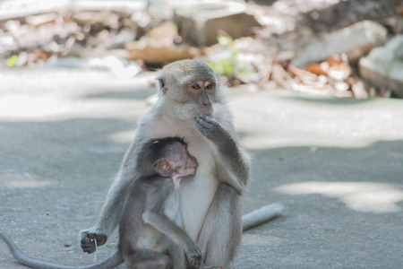 Macaque monkey in wildlife Thailand.