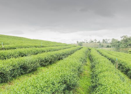 Tea farm in North Thailand, South East Asia.の写真素材