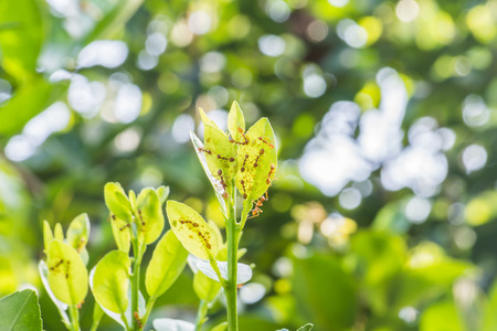 Red ants which carry their own farm , Nectar from aphids.の写真素材