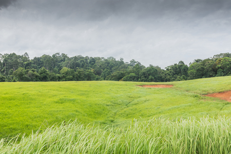 Salt earth in green grass field at Khao Yai National Park,Thailand. Essential mineral source for animals.の写真素材