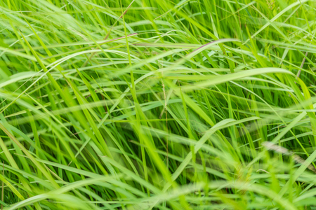 A natural green grass texture background with wind blow.の写真素材