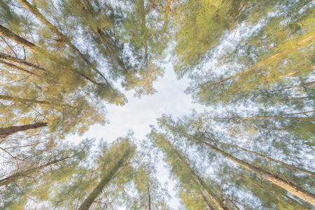 View of the sky through the tall pine trees in the forest .