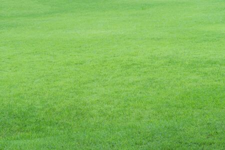 A natural green grass texture background.の写真素材