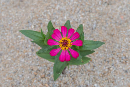 A beautiful top view of pink Mexican aster flower, Blur background.の写真素材