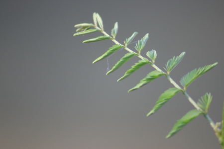 Flowers greenの写真素材