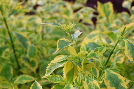 flower greenの写真素材