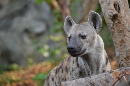 Spotted Hyena