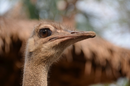Ostrich eyesの写真素材