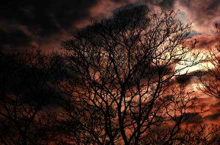 Shade tree in the eveningの写真素材