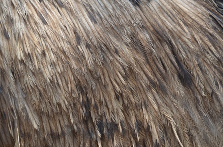 Emu Feather Background