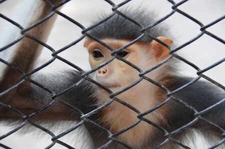 Monkey in a cageの写真素材