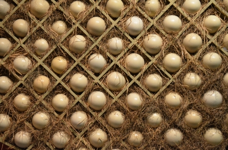 Ostrich eggs in boxes