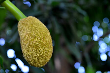 Jackfruit on tree