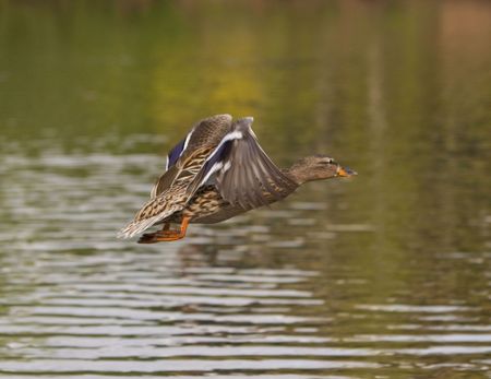mallard Duck flying over water, with wings at mid flapの写真素材