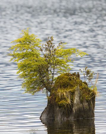 An island of itself, small tree growing from stump in lakeの写真素材