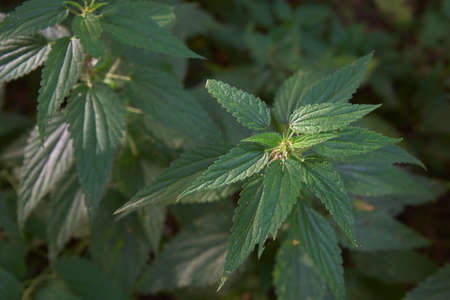 A common nettle bush growing in the forest.