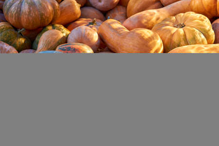 Many orange round pumpkins lie on the ground.