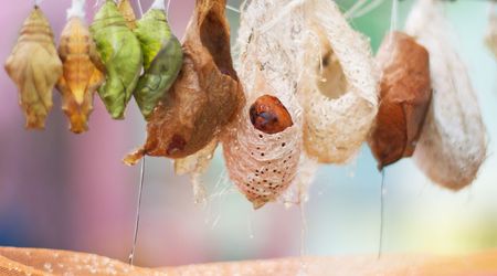 More different cocoons of butterflyの写真素材