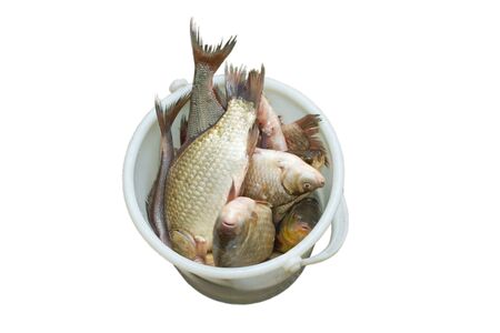 Fresh fish in white bucket, isolated in white background