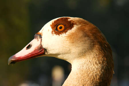 Close-up of a Goose.の写真素材